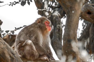 Macaque Japonais