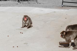 Macaque Japonais
