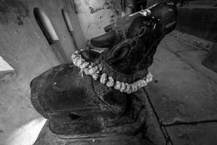 Nandi in Shiva Temple