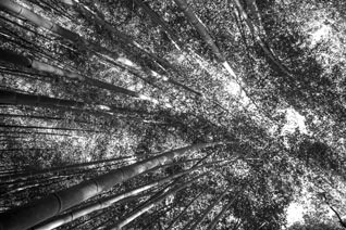 Sagano -  la forêt de bambou